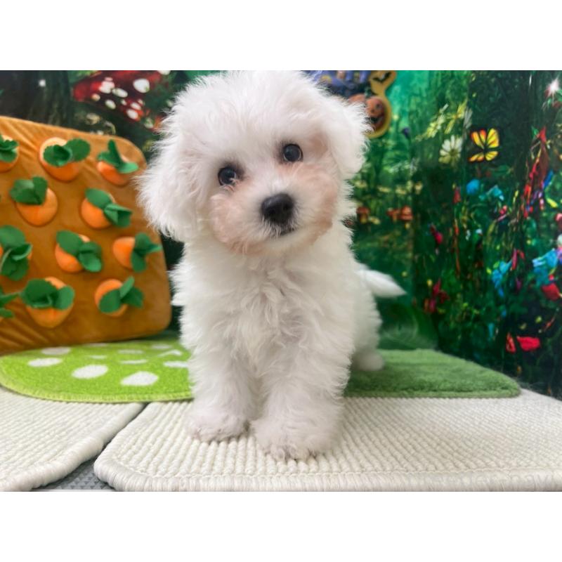 成約済の北海道のビションフリーゼ-405331の6枚目