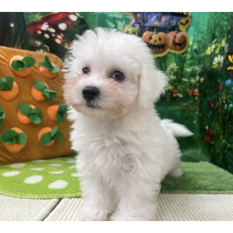 成約済の北海道のビションフリーゼ-405331の5枚目