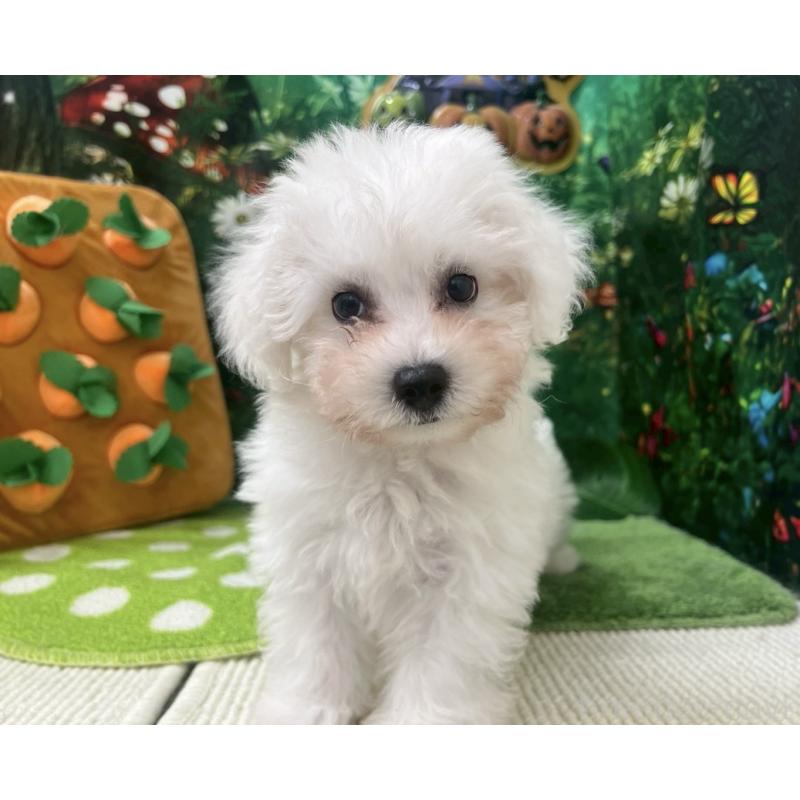 成約済の北海道のビションフリーゼ-405331の4枚目