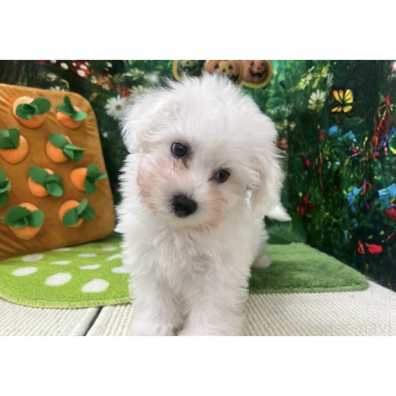 成約済の北海道のビションフリーゼ-405331の3枚目