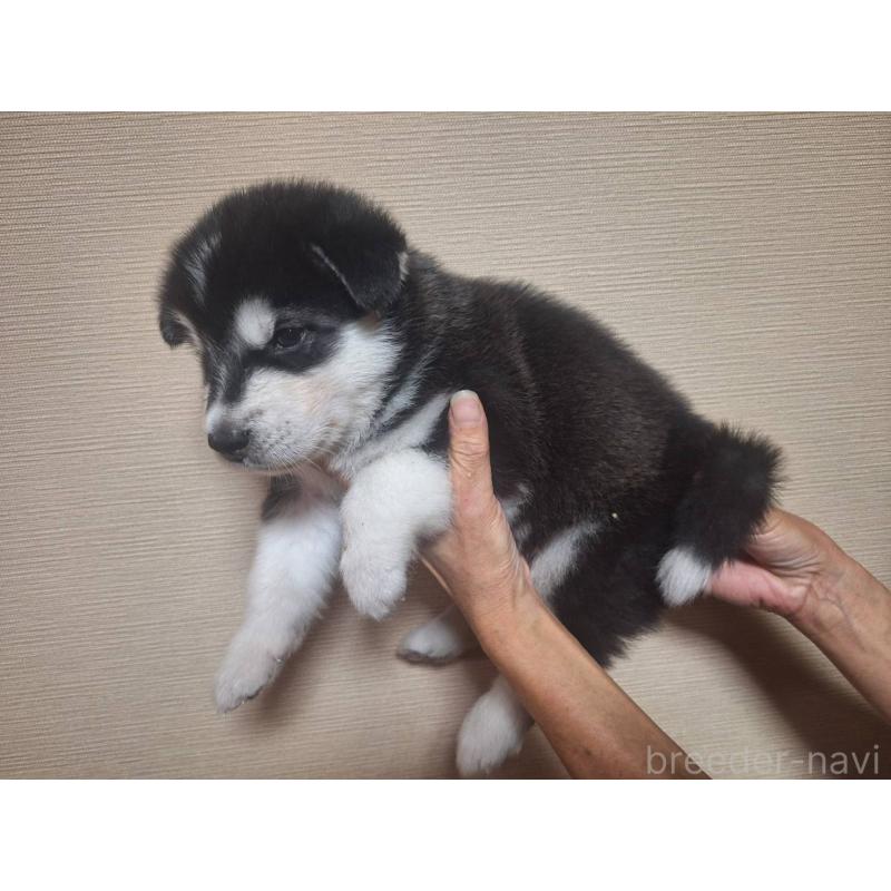 販売中の千葉県のアラスカンマラミュート-416018の4枚目