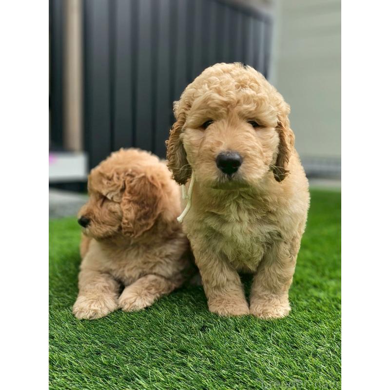 成約済の長野県のゴールデンドゥードル:ゴールデンレトリーバー×プードル-411626の1枚目