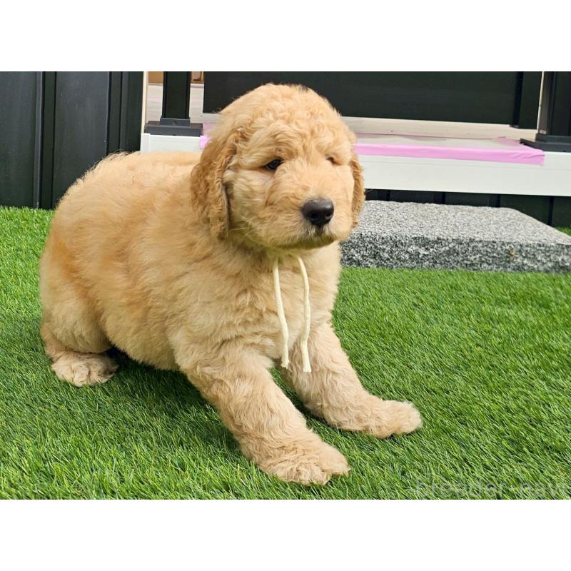 成約済の長野県のゴールデンドゥードル:ゴールデンレトリーバー×プードル-411626の3枚目