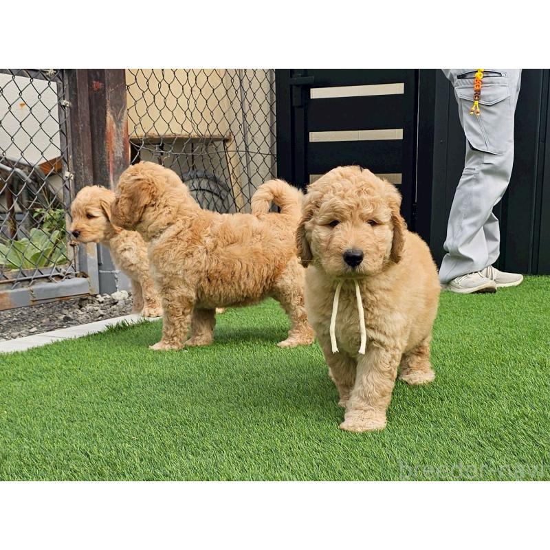 成約済の長野県のゴールデンドゥードル:ゴールデンレトリーバー×プードル-411626の2枚目