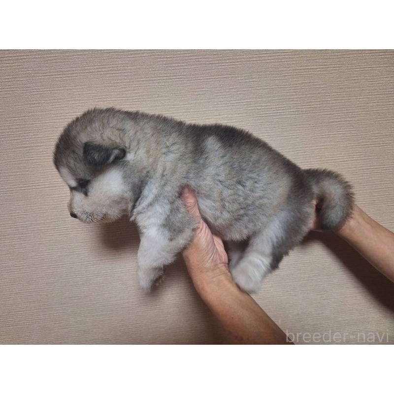 販売中の千葉県のアラスカンマラミュート-416022の2枚目