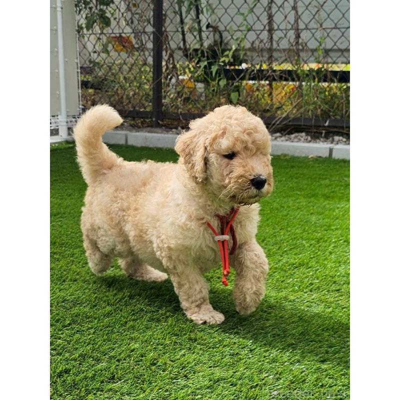 成約済の長野県のゴールデンドゥードル:ゴールデンレトリーバー×プードル-411628の3枚目