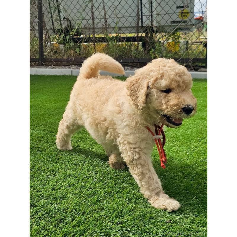 成約済の長野県のゴールデンドゥードル:ゴールデンレトリーバー×プードル-411628の2枚目