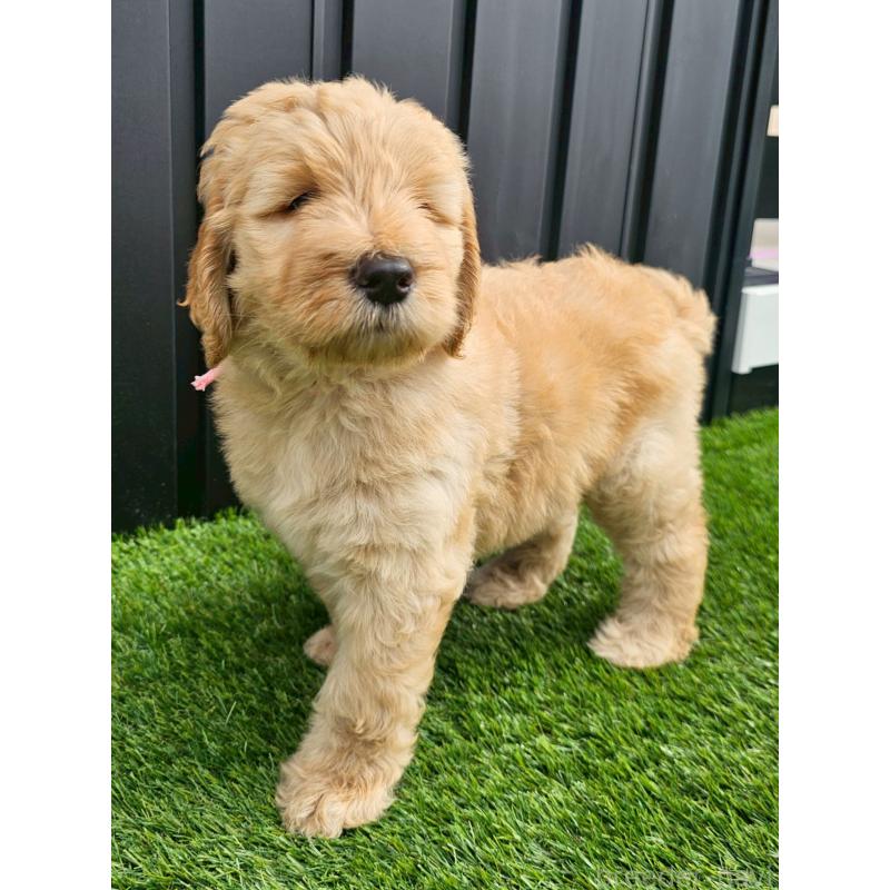 成約済の長野県のゴールデンドゥードル:ゴールデンレトリーバー×プードル-411629の3枚目