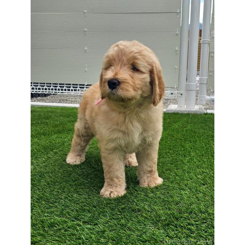 成約済の長野県のゴールデンドゥードル:ゴールデンレトリーバー×プードル-411629の2枚目