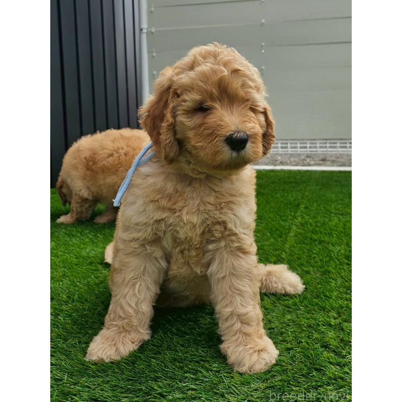 成約済の長野県のゴールデンドゥードル:ゴールデンレトリーバー×プードル-411625の3枚目