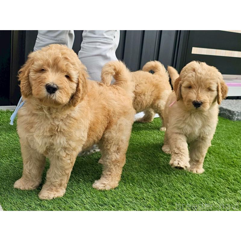 成約済の長野県のゴールデンドゥードル:ゴールデンレトリーバー×プードル-411625の2枚目