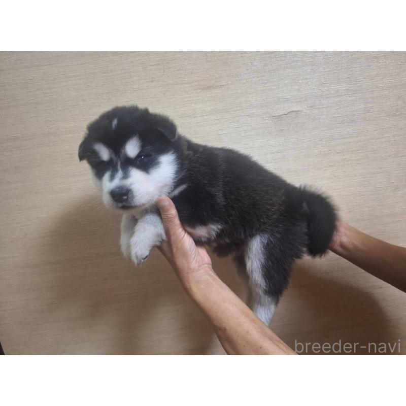 販売中の千葉県のアラスカンマラミュート-416026の3枚目