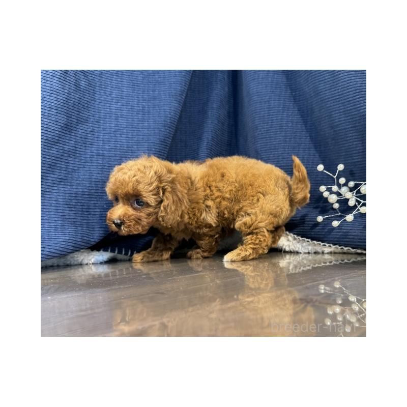 販売中の茨城県のタイニープードル-416031の4枚目