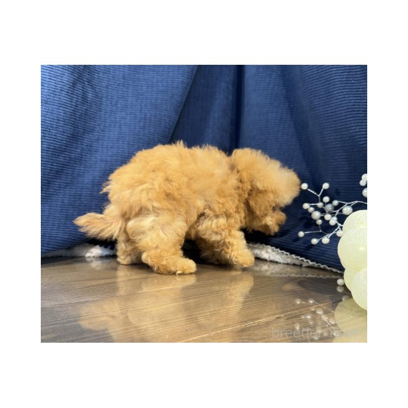 販売中の茨城県のティーカッププードル-416032の3枚目