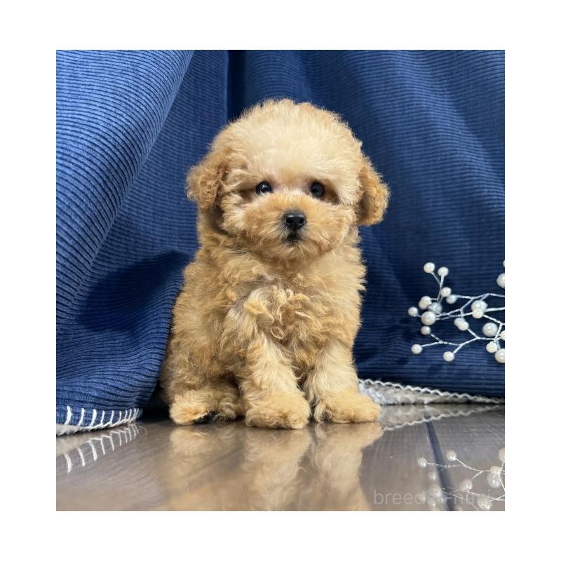 販売中の茨城県のティーカッププードル-416032の2枚目