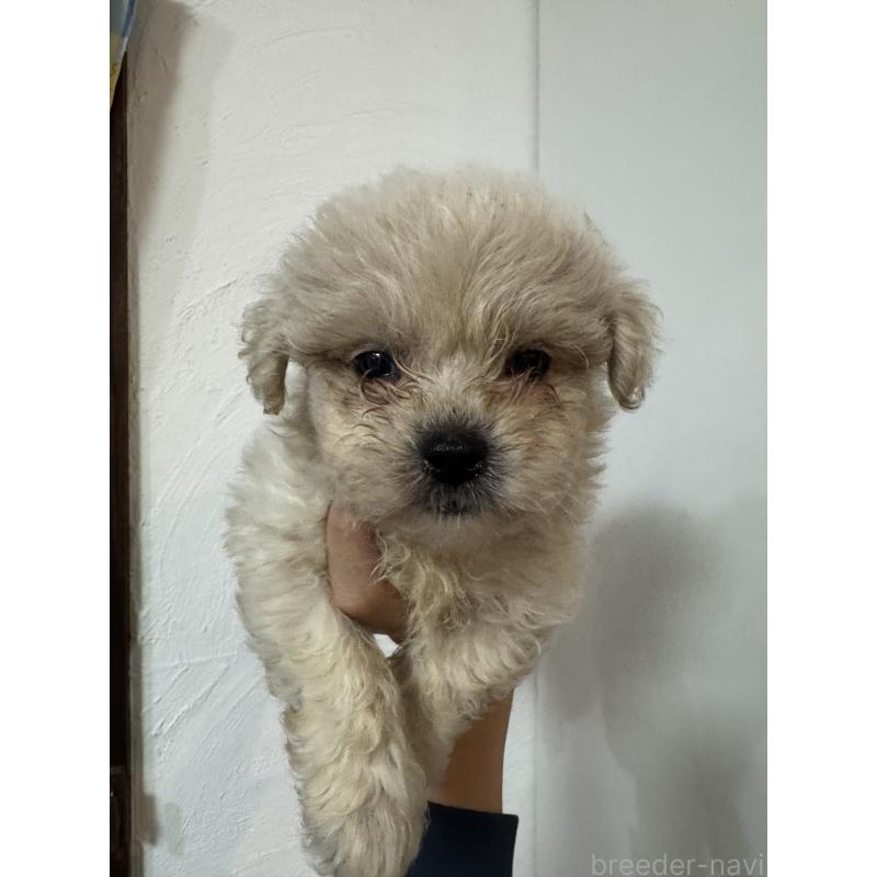 販売中の福岡県のミックス犬-408253の2枚目