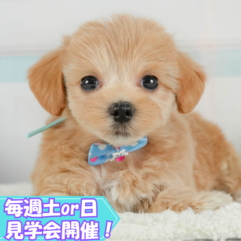 販売中の静岡県のマルプー:マルチーズ×トイプードル-402885