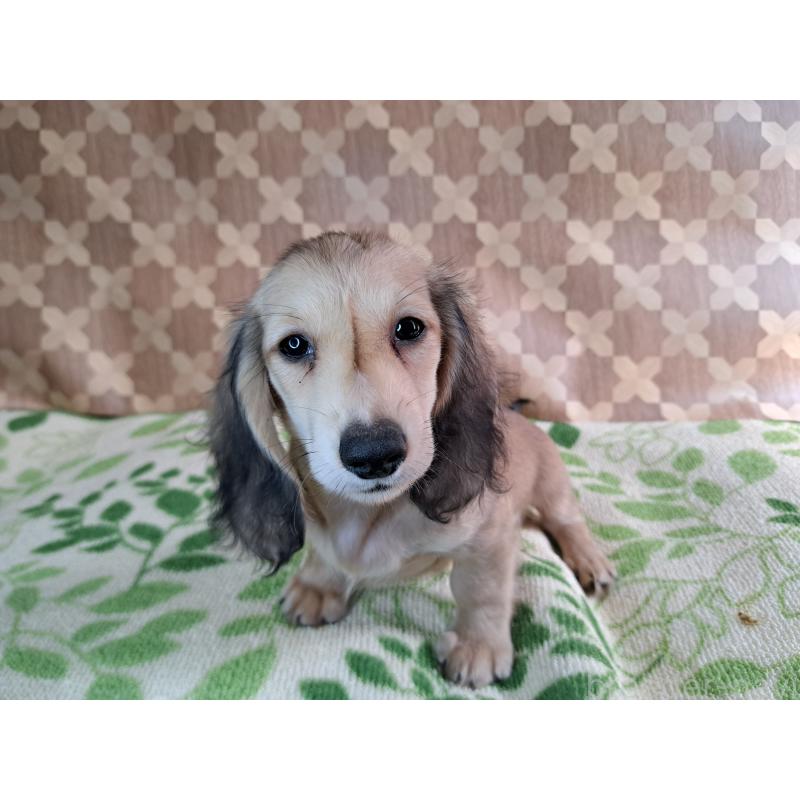 成約済の愛知県のミニチュアダックスフンド(ロングヘアード)-403750の12枚目