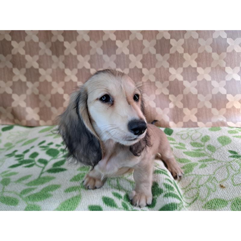 成約済の愛知県のミニチュアダックスフンド(ロングヘアード)-403750の11枚目