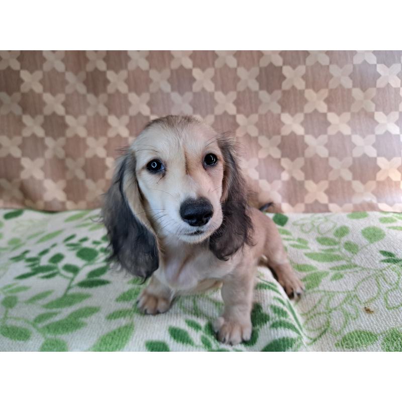 成約済の愛知県のミニチュアダックスフンド(ロングヘアード)-403750の10枚目