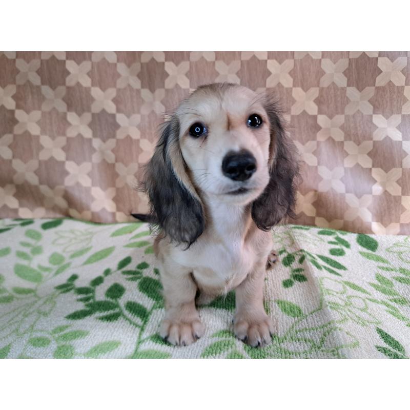 成約済の愛知県のミニチュアダックスフンド(ロングヘアード)-403750の9枚目