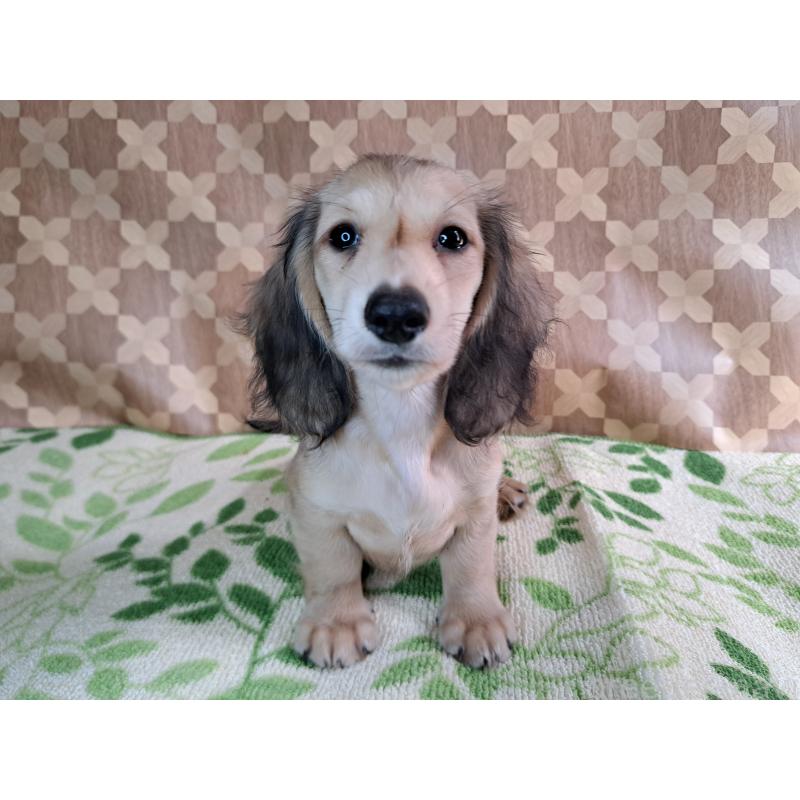 成約済の愛知県のミニチュアダックスフンド(ロングヘアード)-403750の8枚目