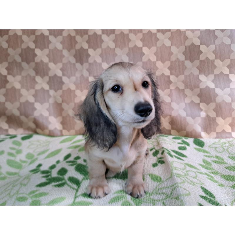 成約済の愛知県のミニチュアダックスフンド(ロングヘアード)-403750の7枚目