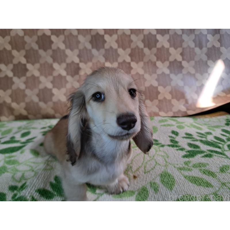 成約済の愛知県のミニチュアダックスフンド(ロングヘアード)-403759の24枚目