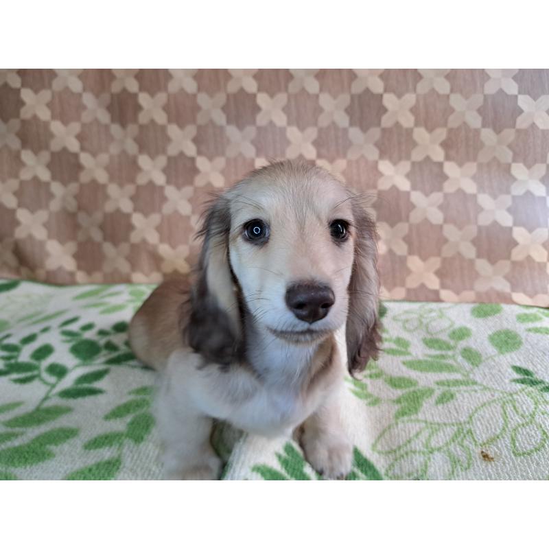 成約済の愛知県のミニチュアダックスフンド(ロングヘアード)-403759の22枚目