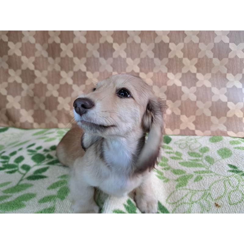 成約済の愛知県のミニチュアダックスフンド(ロングヘアード)-403759の21枚目