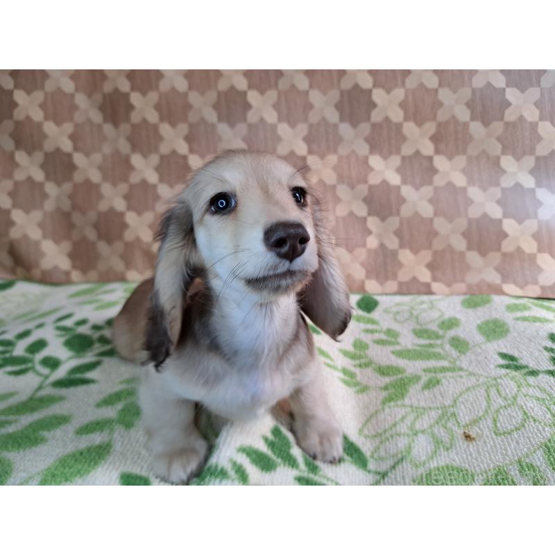 成約済の愛知県のミニチュアダックスフンド(ロングヘアード)-403759の20枚目