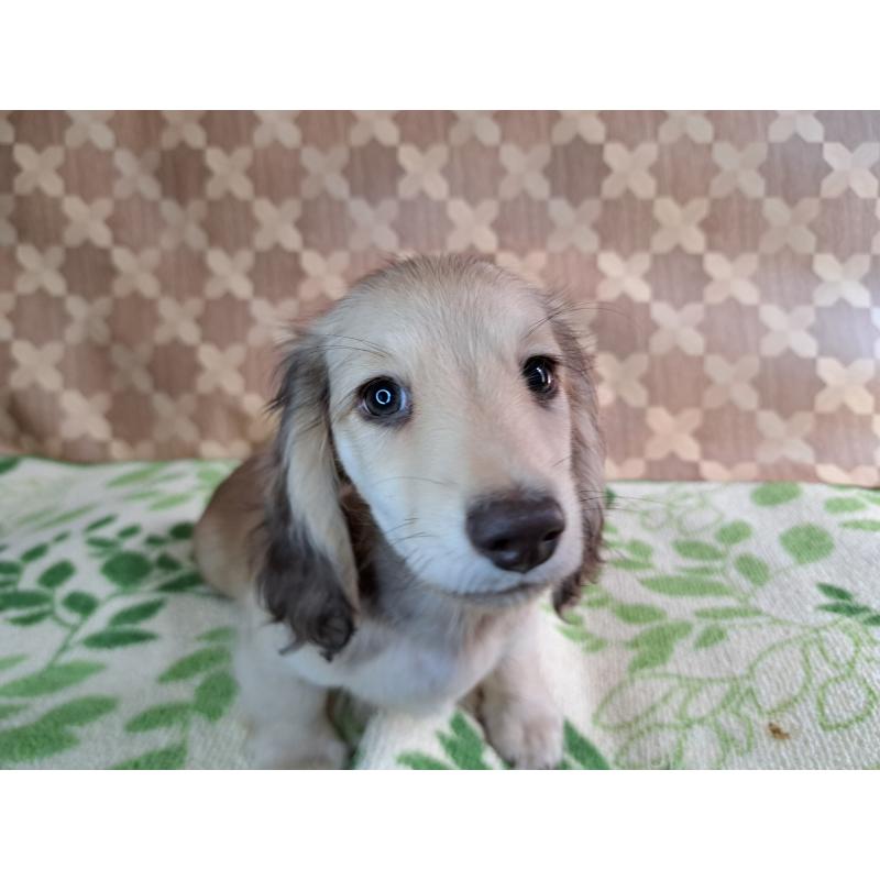 成約済の愛知県のミニチュアダックスフンド(ロングヘアード)-403759の19枚目