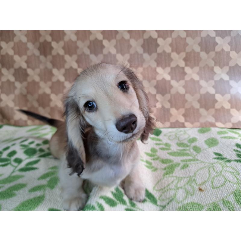 成約済の愛知県のミニチュアダックスフンド(ロングヘアード)-403759の18枚目