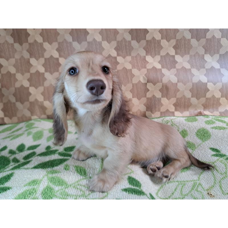 成約済の愛知県のミニチュアダックスフンド(ロングヘアード)-403753の26枚目