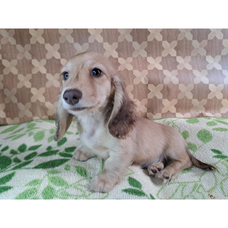 成約済の愛知県のミニチュアダックスフンド(ロングヘアード)-403753の25枚目