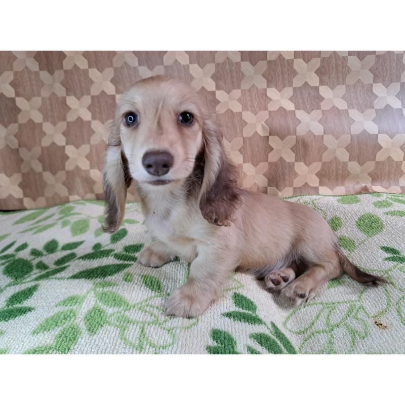 成約済の愛知県のミニチュアダックスフンド(ロングヘアード)-403753の24枚目