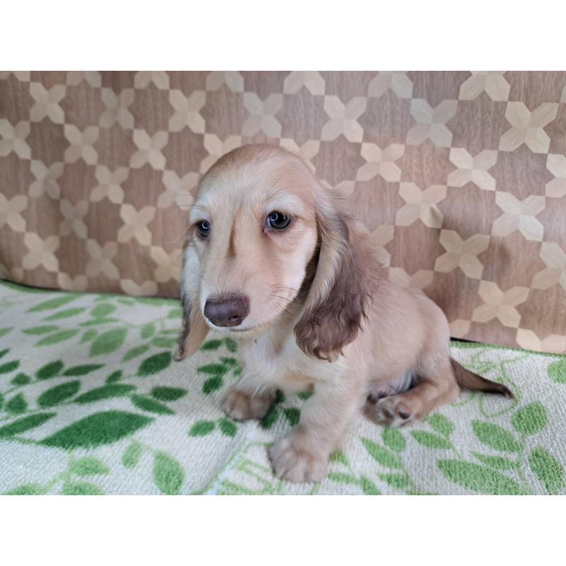 成約済の愛知県のミニチュアダックスフンド(ロングヘアード)-403753の23枚目