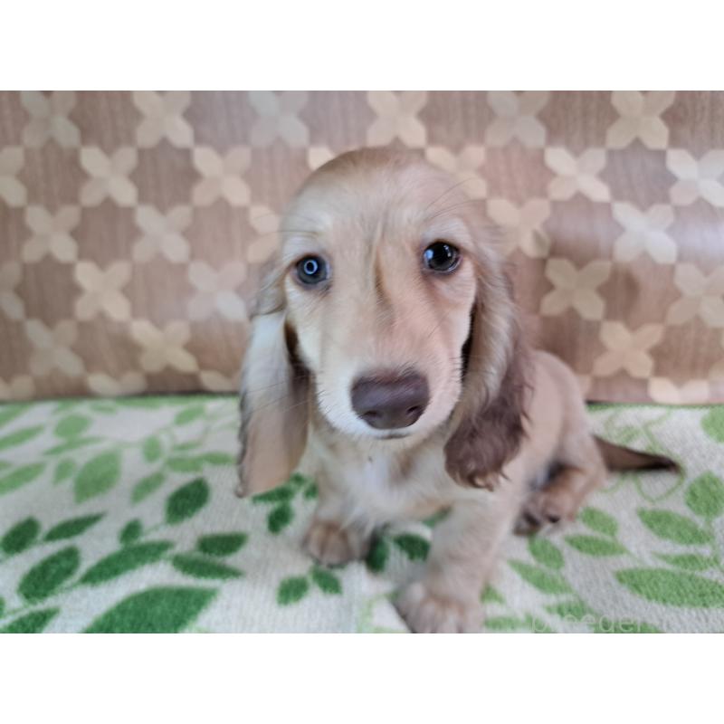 成約済の愛知県のミニチュアダックスフンド(ロングヘアード)-403753の22枚目