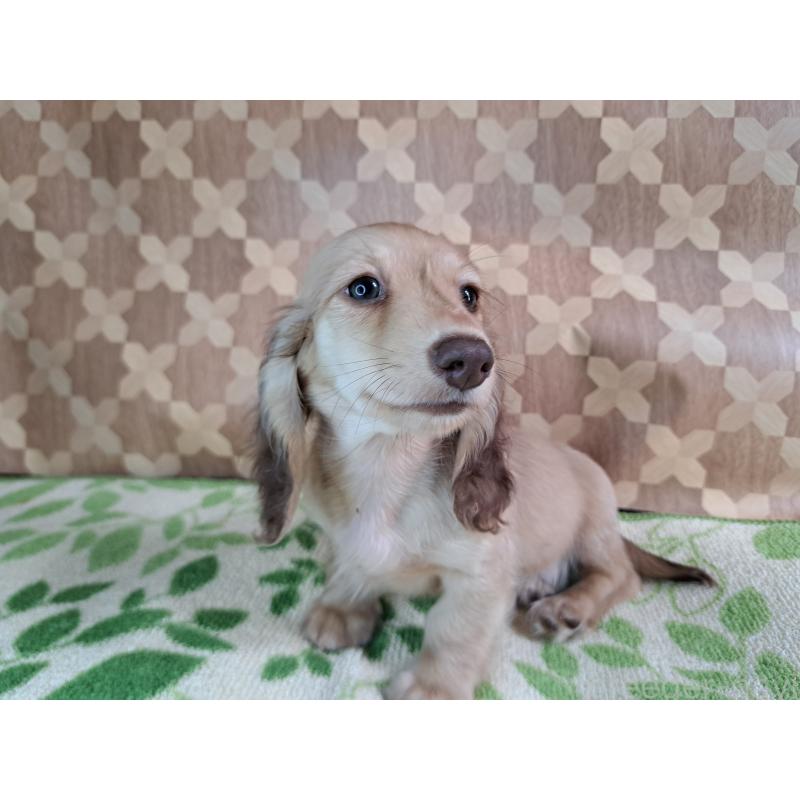 成約済の愛知県のミニチュアダックスフンド(ロングヘアード)-403753の21枚目