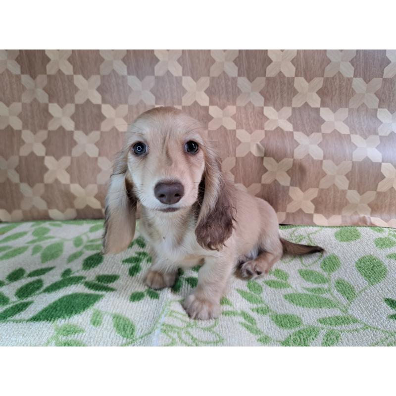 成約済の愛知県のミニチュアダックスフンド(ロングヘアード)-403753の20枚目