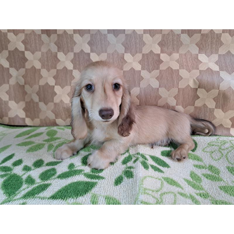 成約済の愛知県のミニチュアダックスフンド(ロングヘアード)-403753の19枚目