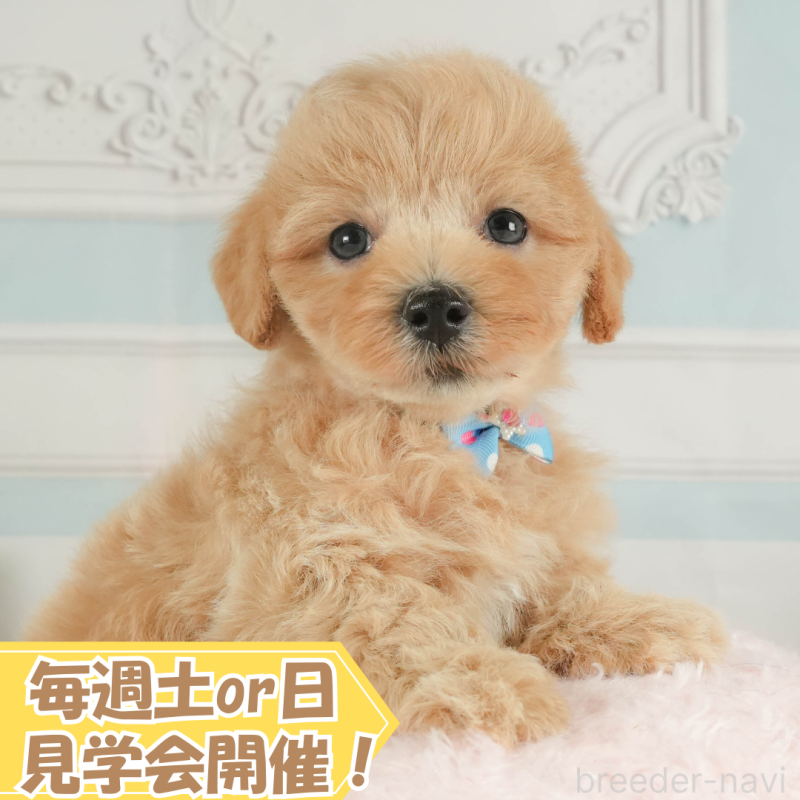 販売中の静岡県のマルプー:マルチーズ×トイプードル-413973
