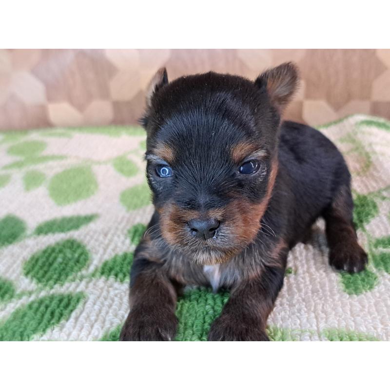 商談中の愛知県のヨークシャーテリア-415193の15枚目