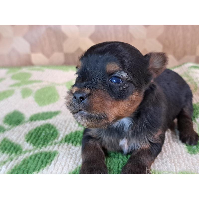 商談中の愛知県のヨークシャーテリア-415193の14枚目