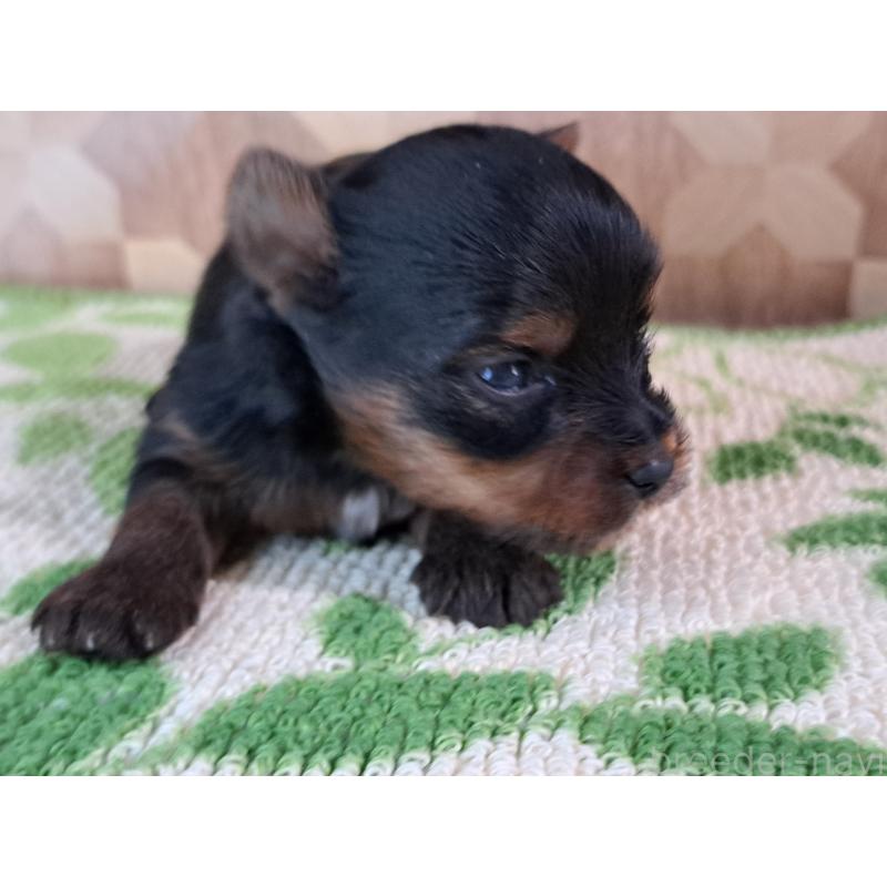 商談中の愛知県のヨークシャーテリア-415193の13枚目