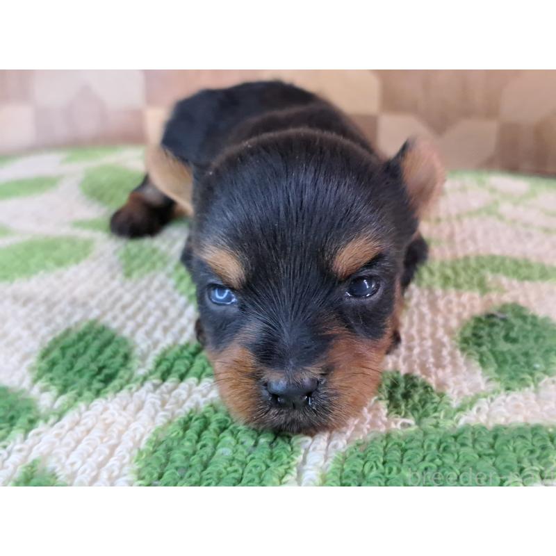 成約済の愛知県のヨークシャーテリア-415201の30枚目