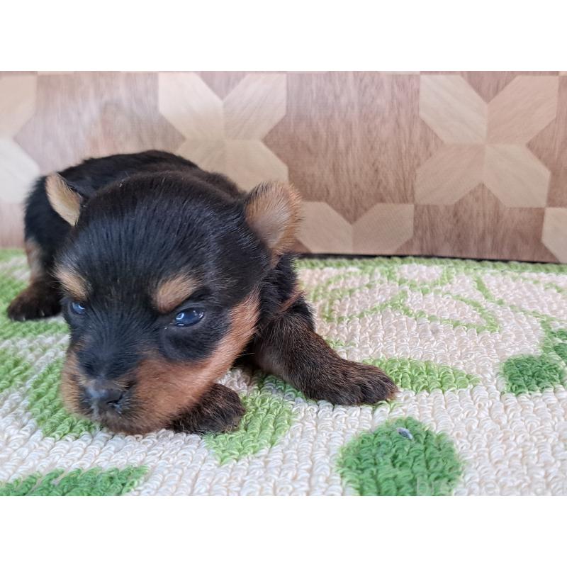 成約済の愛知県のヨークシャーテリア-415201の29枚目