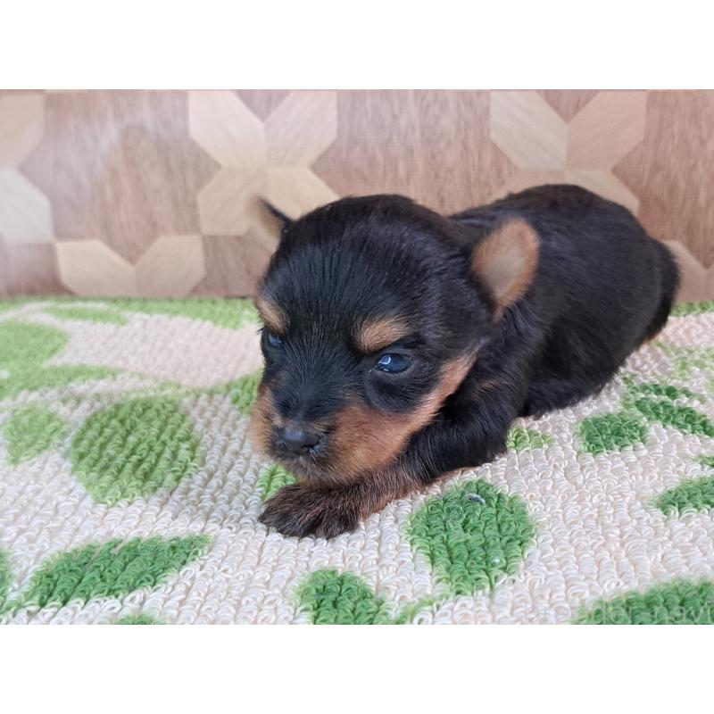 成約済の愛知県のヨークシャーテリア-415201の28枚目