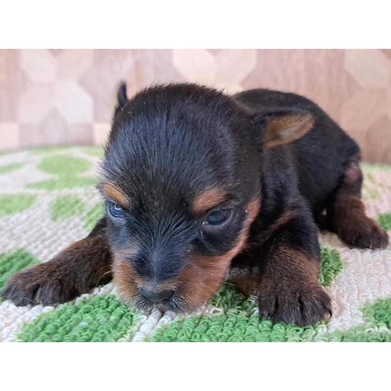 商談中の愛知県のヨークシャーテリア-415199の9枚目