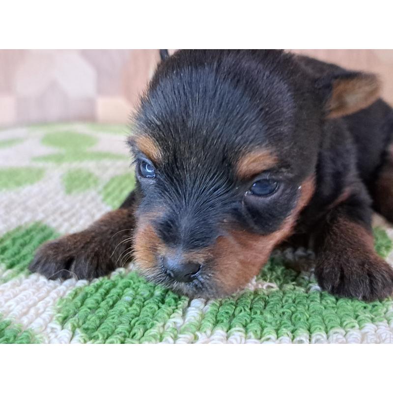 商談中の愛知県のヨークシャーテリア-415199の8枚目